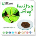 herb extract powder Resveratrol from giant knotweed root giant knotweed extract powder for Antioxidant